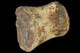 Fossil Hadrosaur Phalange - Alberta (Disposition #-) #134460-1